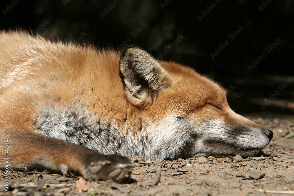 Sleeping Fox