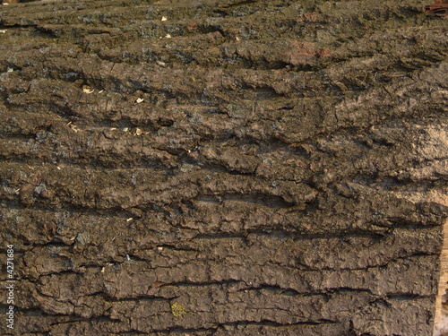 Bark of a tree