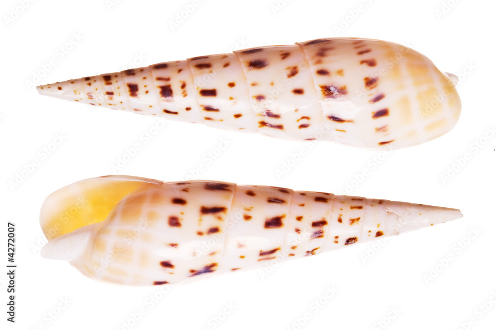 Marlin Spike Shells