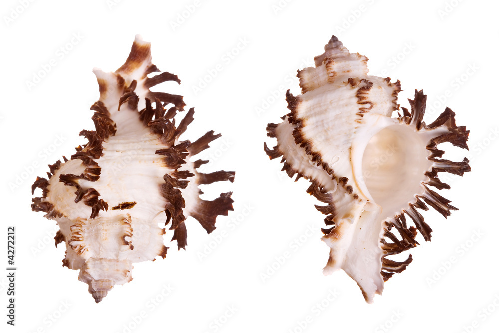 Murex Seashells