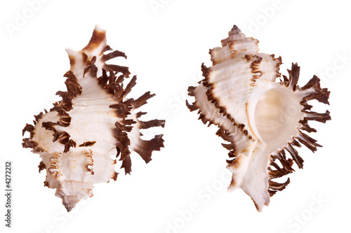 Murex Seashells photo