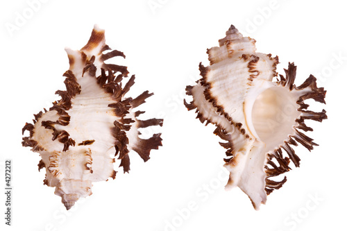 Murex Seashells