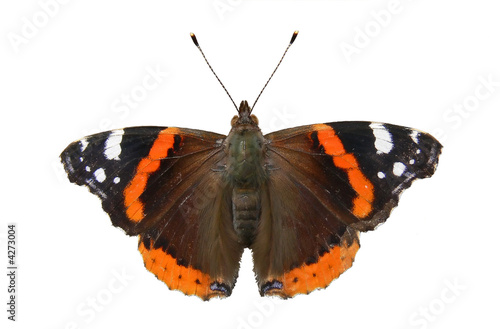 Butterfly Vanessa atalanta