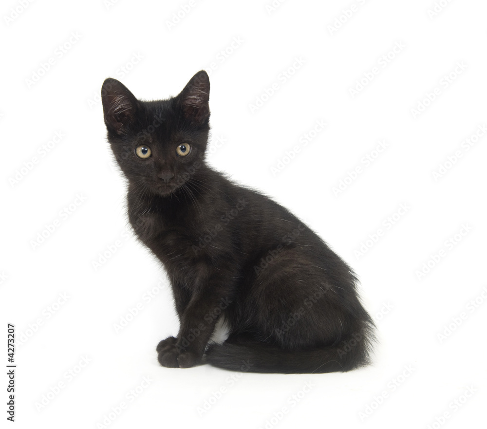 Black kitten on white background