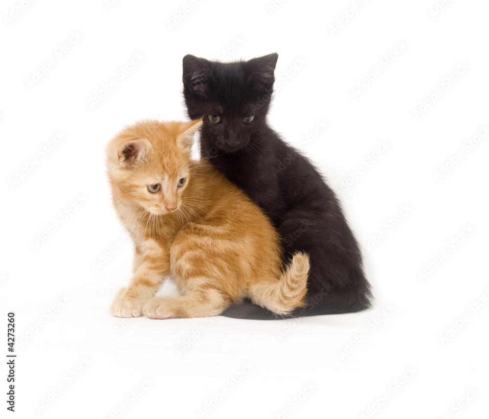 Fototapeta premium Yellow cat sitting on lap of black cat