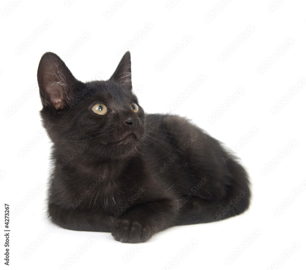 black cat resting