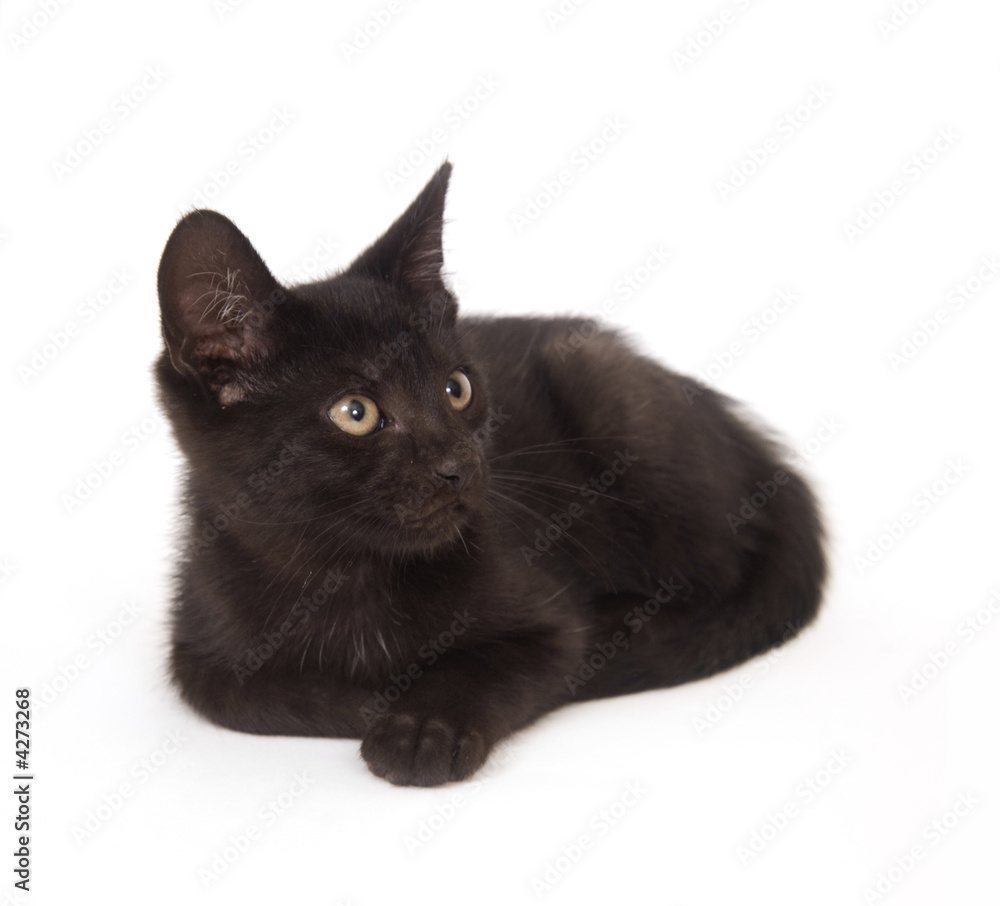 black cat resting black cat resting