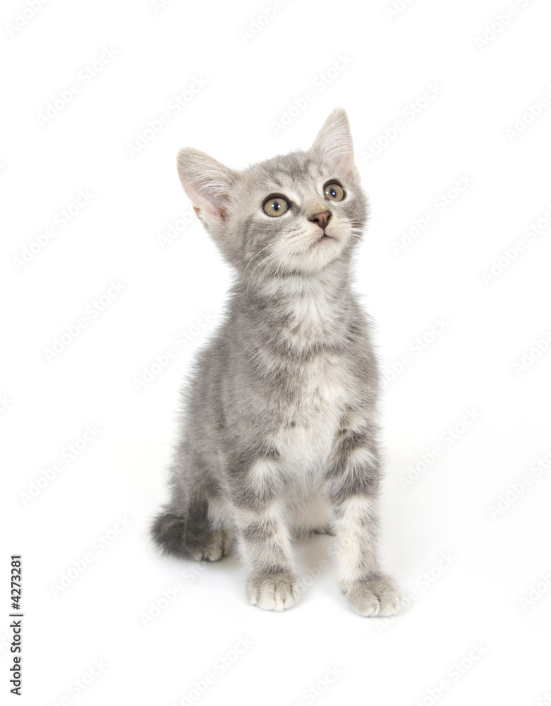 Gray kitten on white background