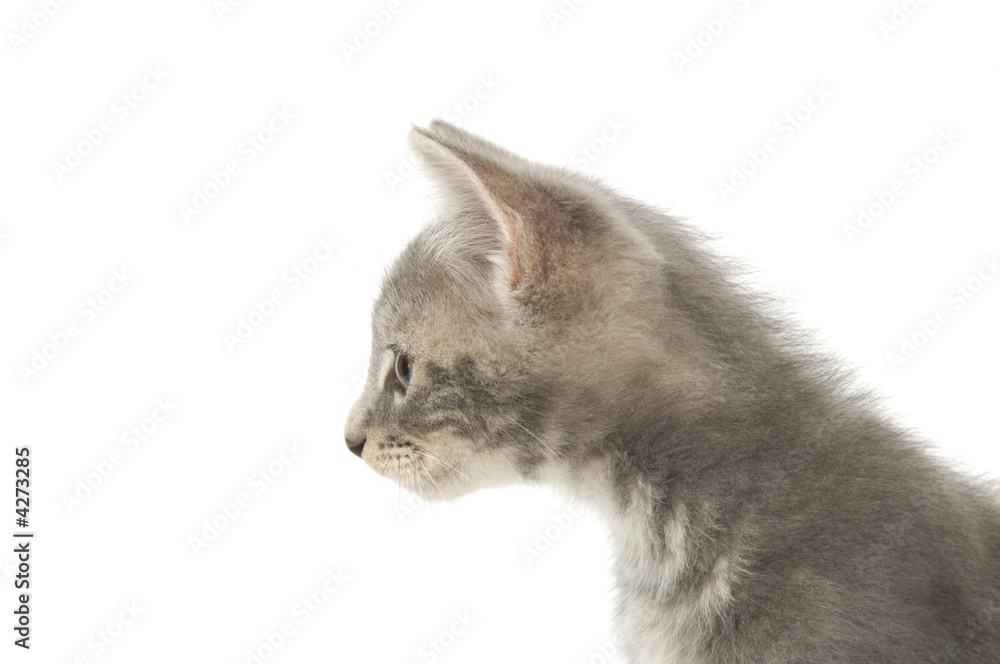 Gray kitten on white background