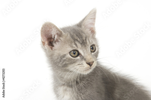 Fototapeta Naklejka Na Ścianę i Meble -  Gray kitten on white background