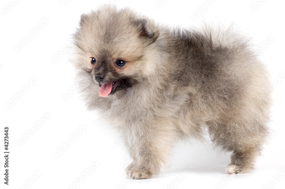 The puppy of the spitz-dog in studio The puppy of the spitz-dog in studio
