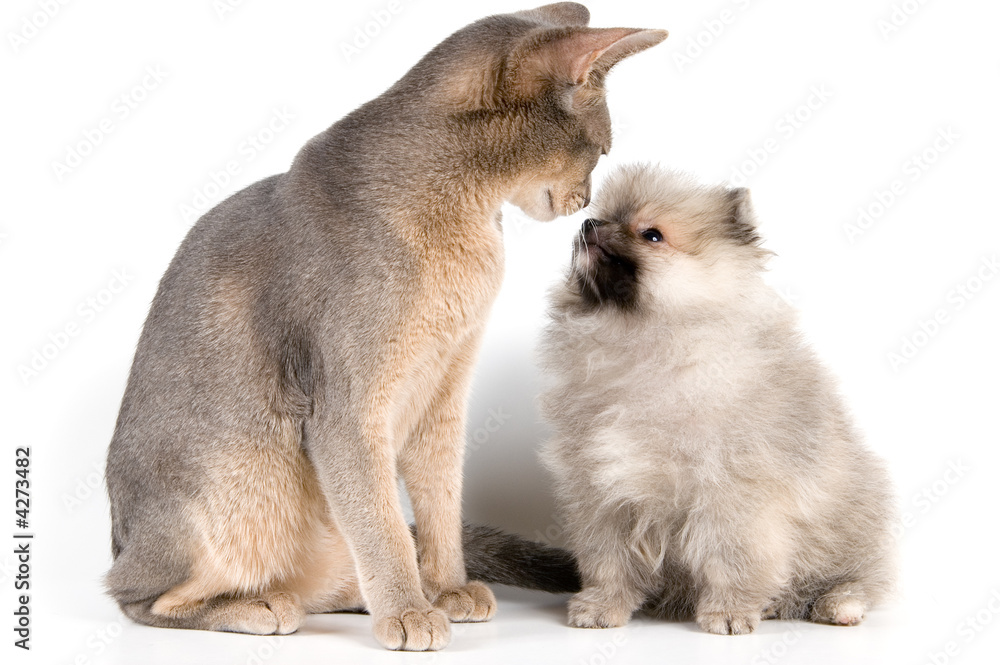 Obraz premium The puppy and kitten