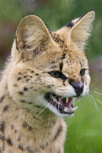 Serval teeth bared photo