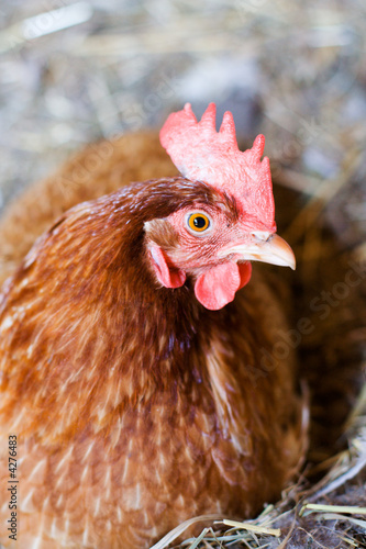 sitting hen