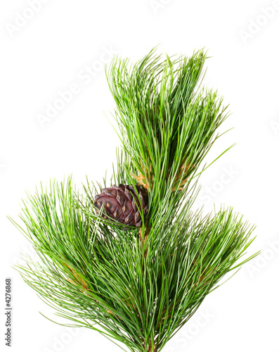 siberian cedar branch with ripe cone