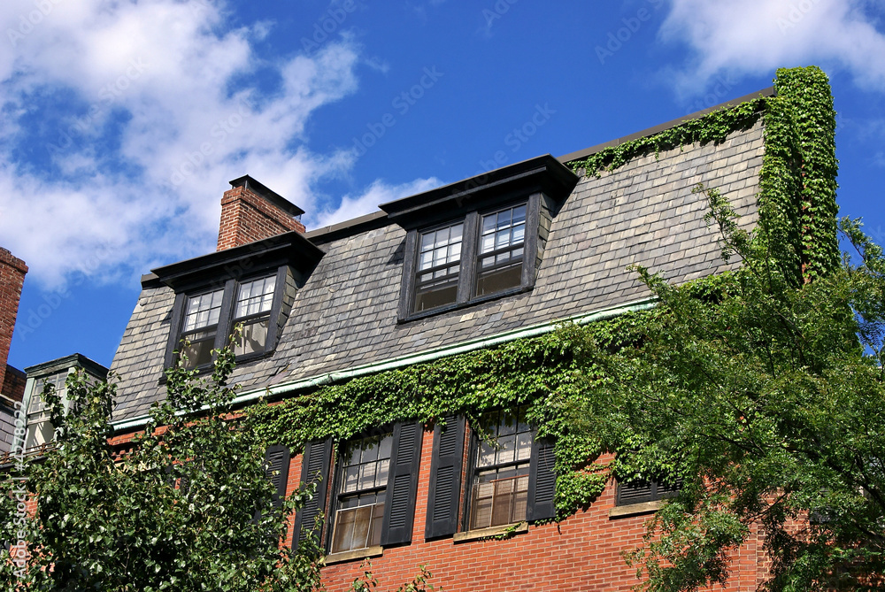 ivy covered house