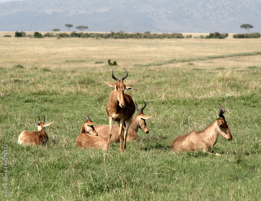 Fototapeta premium African scene