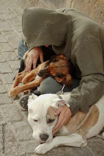 Vagabond dogs