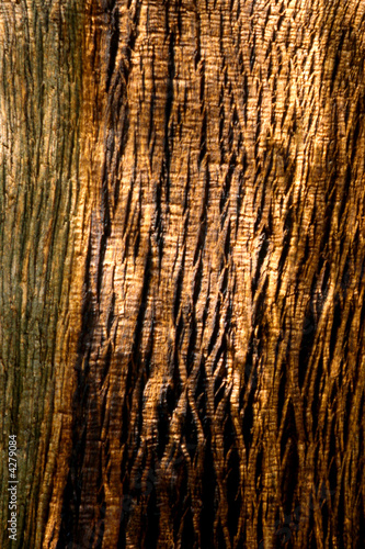 Tree Bark