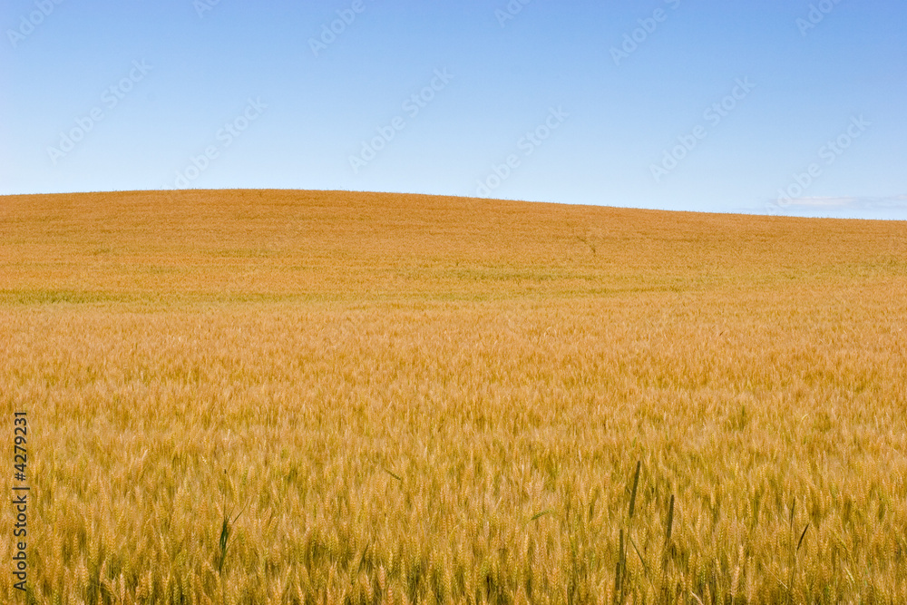 Wheat and Blue Sky