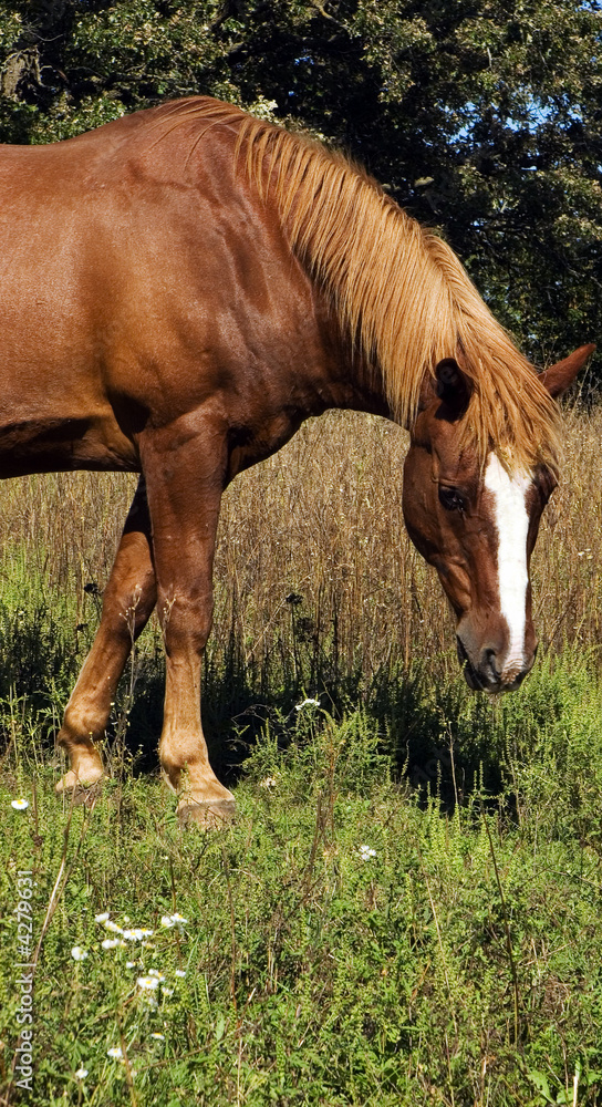 Fototapeta premium Horse