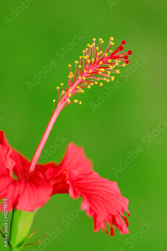 hibiscus red flower