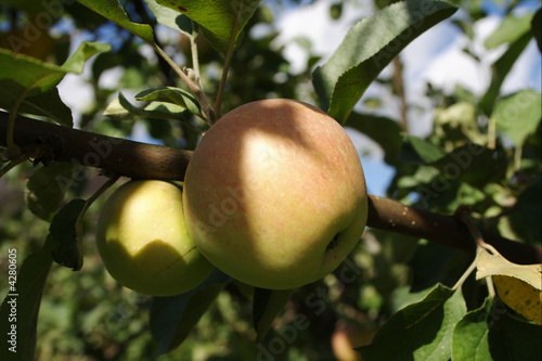 apple 3