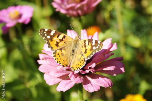 butterfly 1
