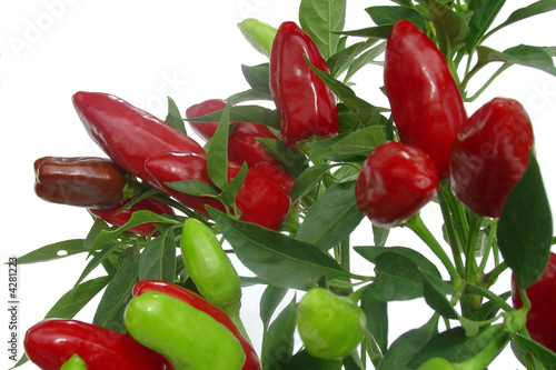 paprika