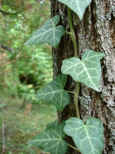 ivy