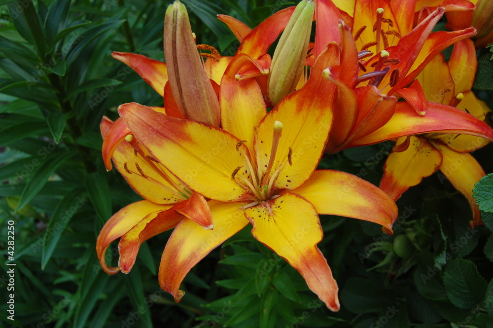 Obraz premium Lilium