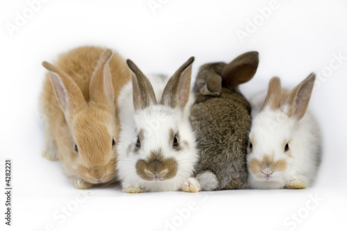Obraz na płótnie Sweet four baby rabbit w salonie