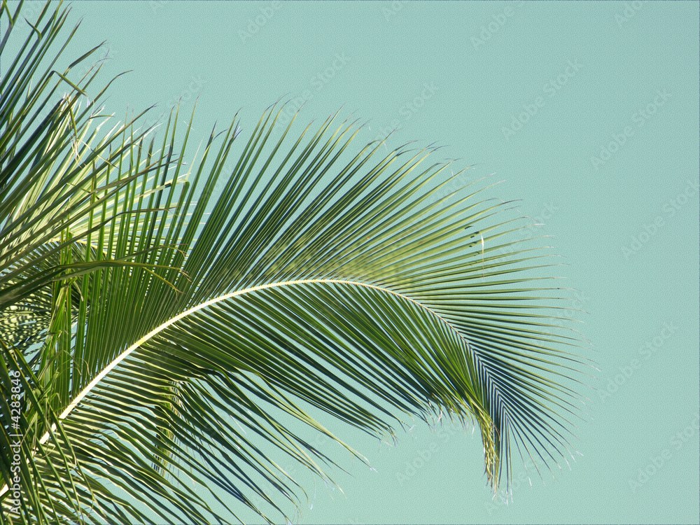 palmier sur fond cactus