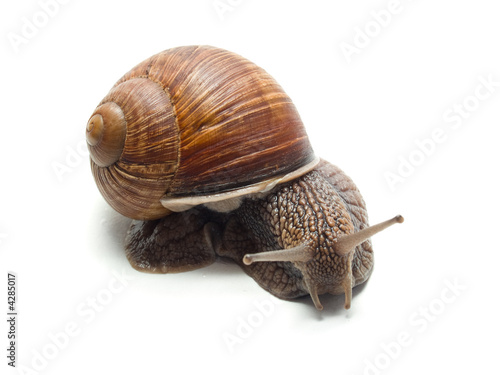 snail isolated on white background close-up