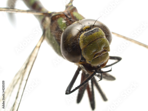 dragonfly isolated diagonal