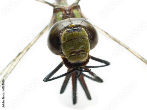dragonfly isolated eyes