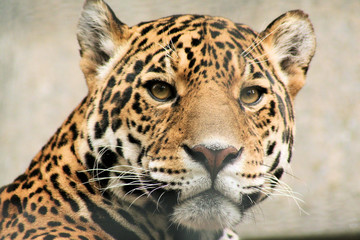Fototapete Panther Schwarzer Panther im Schattenporträt  © M. Hulsker