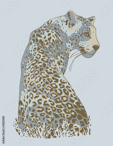 leopardo