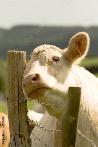 Charolais Cow with Itchy Head