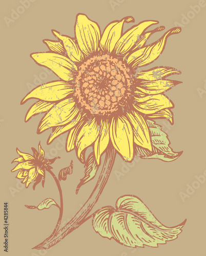girasol