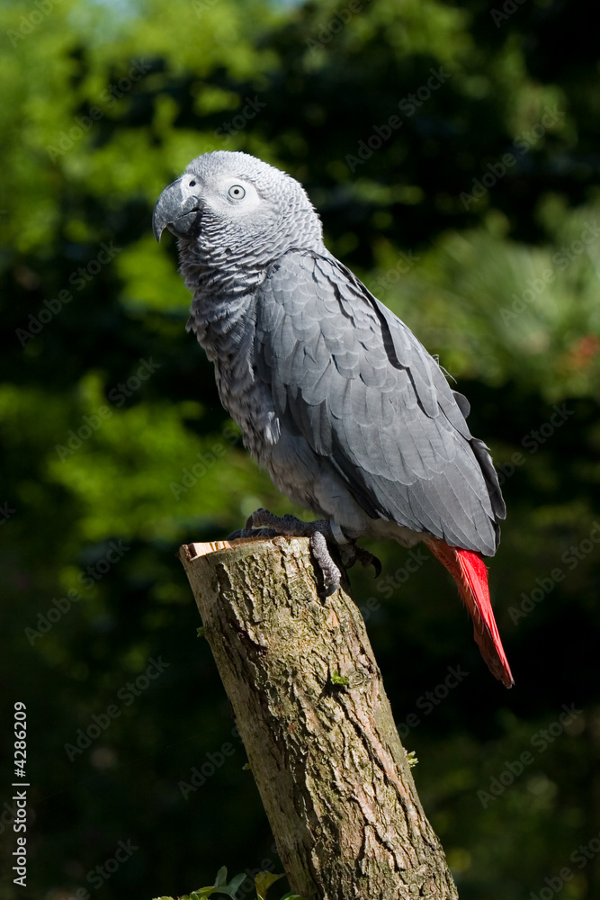 Fototapeta premium African grey on a tree