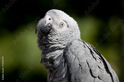 Wallpaper Mural african grey looking Torontodigital.ca