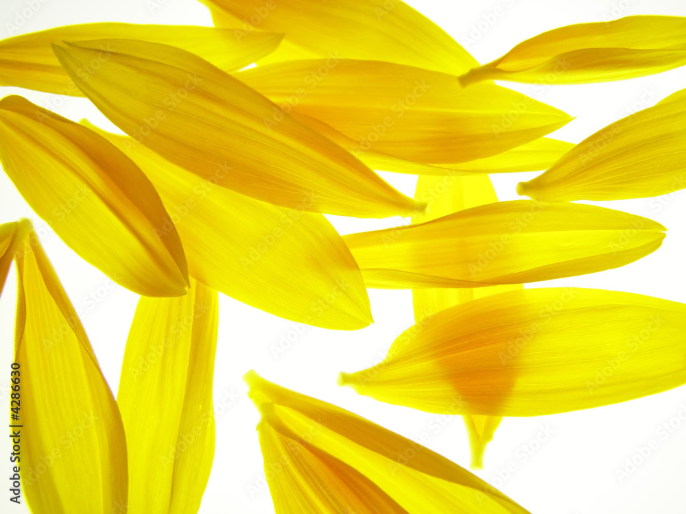 Naklejka premium sunflower petals