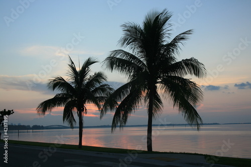 Palm Trees at Dawn