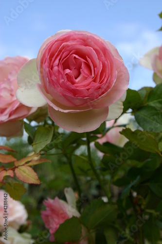 Roses