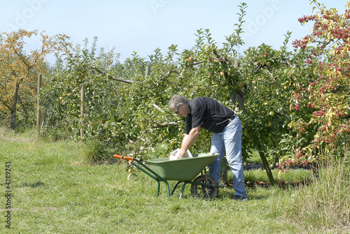 cueillette des pommes-2