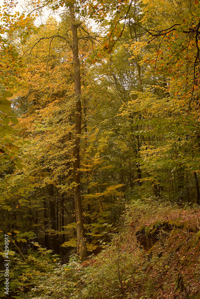 Obraz premium Photo of an autumn forest with the fallen foliage