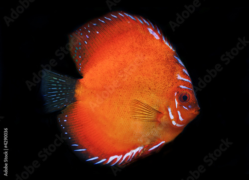 colorful tropical discus fish photo