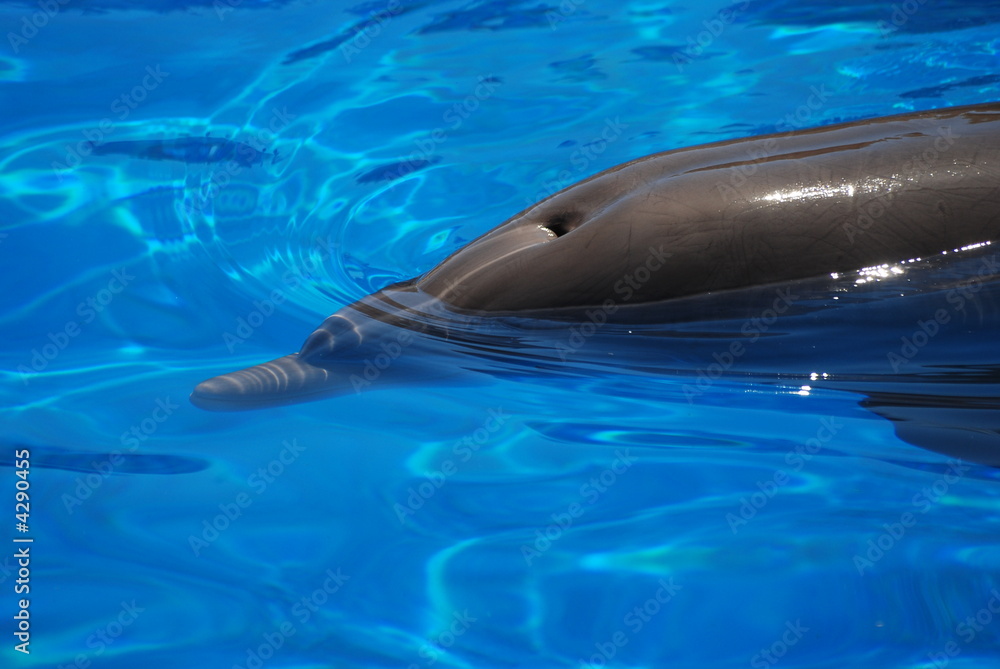 Obraz premium dauphin