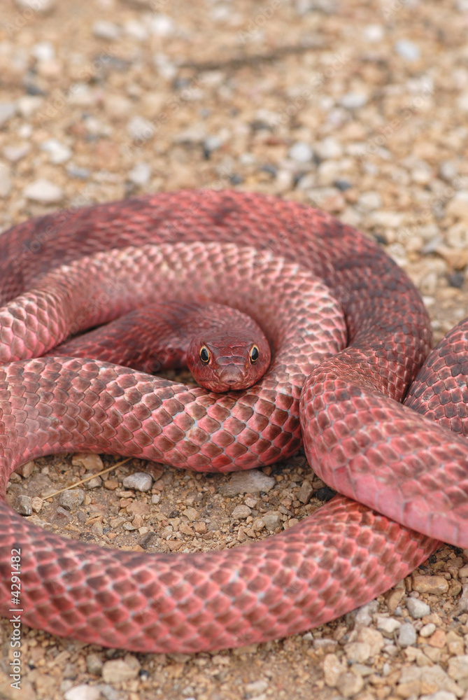 Fototapeta premium Western Coachwhip Snake